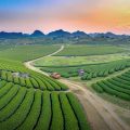Moc Chau tours with green tea plantations and rolling hills at sunset