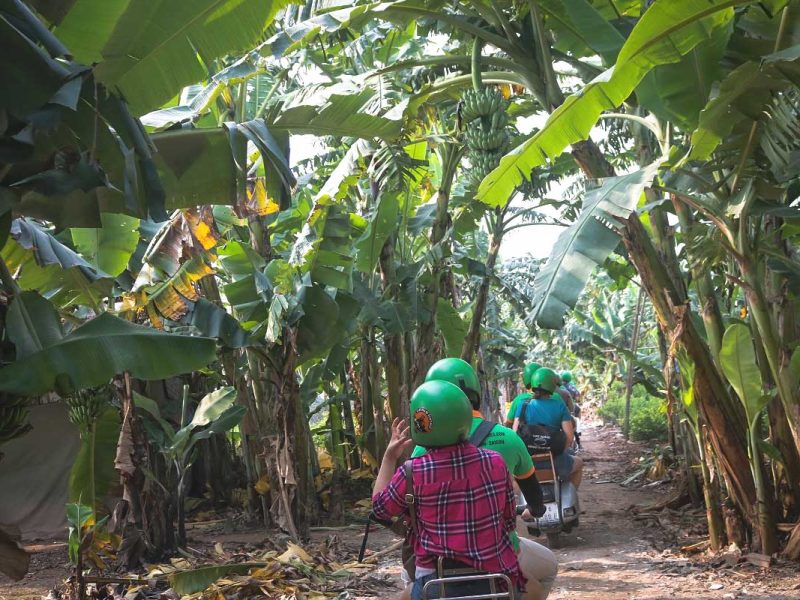 Hanoi motorbike tour group driving through banana plantations on Banana Island with Vespa guides