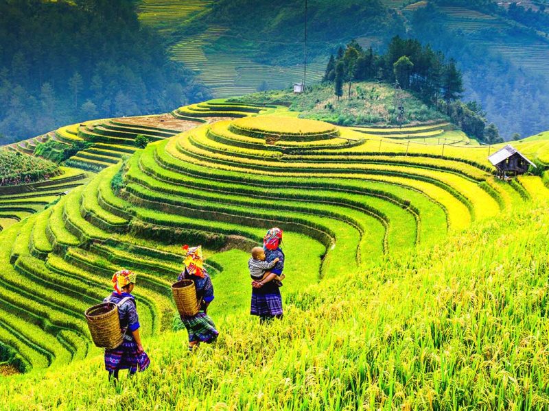 Three ethnic minority woman with baskets are walking along the famous terraced rice fields of Mu Cang Chai