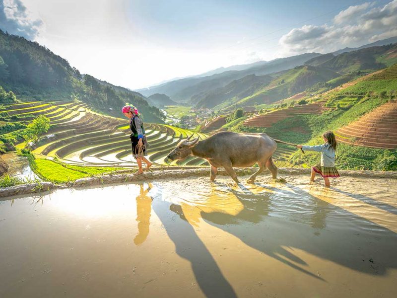 Mu Cang Chai tours – Local Vietnam | ethnic minority woman and child with buffalo walking along terraced rice fields in northern Vietnam