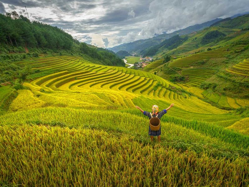 Mu Cang Chai trekking and homestay tour with a local family walking past terraced fields and a water buffalo in the morning sun