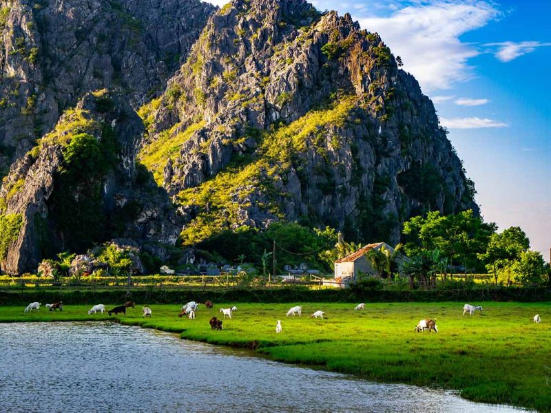 countryside of Ninh Binh with goats in the field