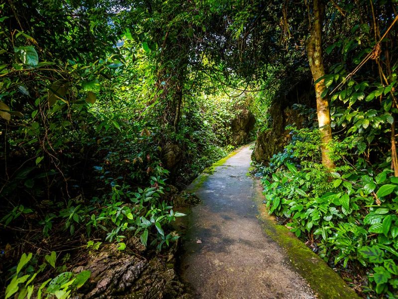 A stone path through the jungle of Phong Nha National Park, leading to the entrance of Paradise Cave