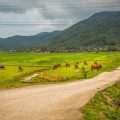 Phong Nha countryside tours through peaceful rural landscapes with grazing buffalo and mountain views