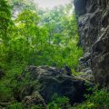 Phong Nha Jungle tours with dense green forest and limestone cliffs in Phong Nha Ke Bang