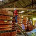 Phu Quoc fish sauce factory tours with workers inspecting large wooden fermentation barrels inside the production hall