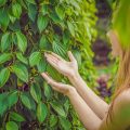 Phu Quoc pepper farm tours with a visitor examining green pepper plants at a local plantation