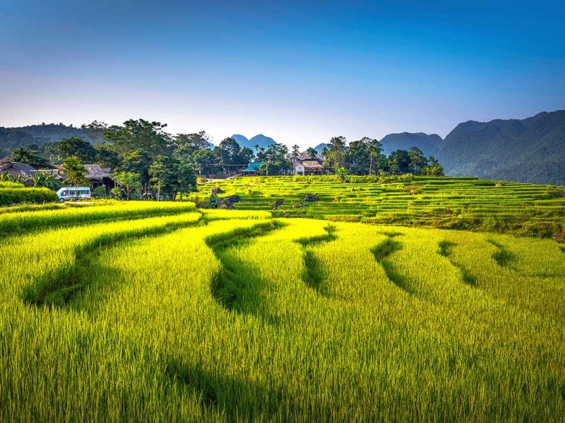 Terraced rice fields of Pu Luong Nature Reserve.