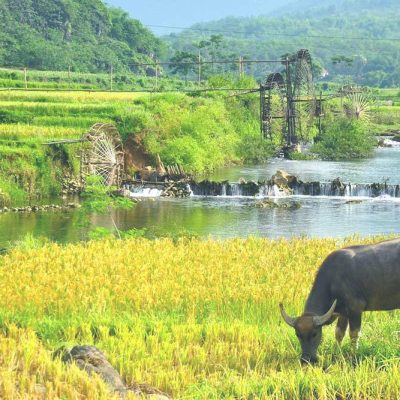 Pu Luong rice fields