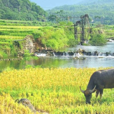 Pu Luong rice fields