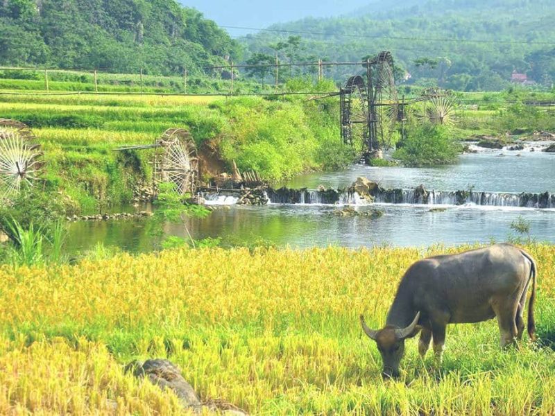 pu luong rice fields Pu Luong rice fields
