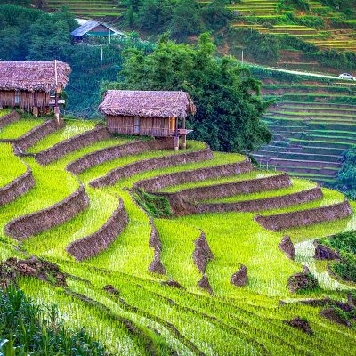 Sapa Rice Terraces in June: Tender green rice sprouts emerge from the flooded terraces of Sapa, signaling the start of a new growth cycle.