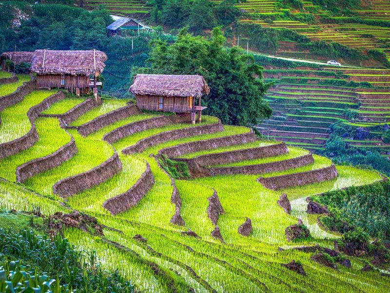 Sapa Rice Terraces in June: Tender green rice sprouts emerge from the flooded terraces of Sapa, signaling the start of a new growth cycle.