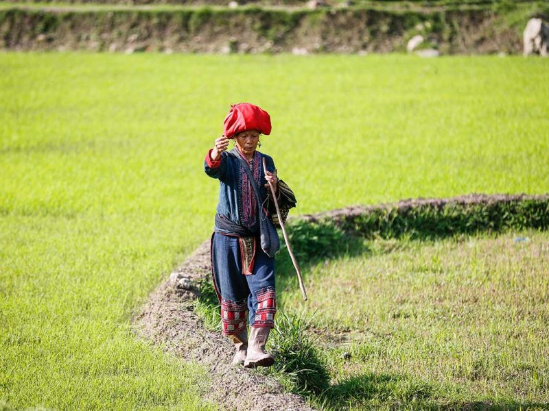 sapa minority rice field