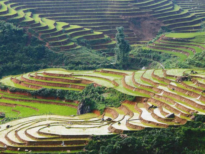 Sapa rice fields