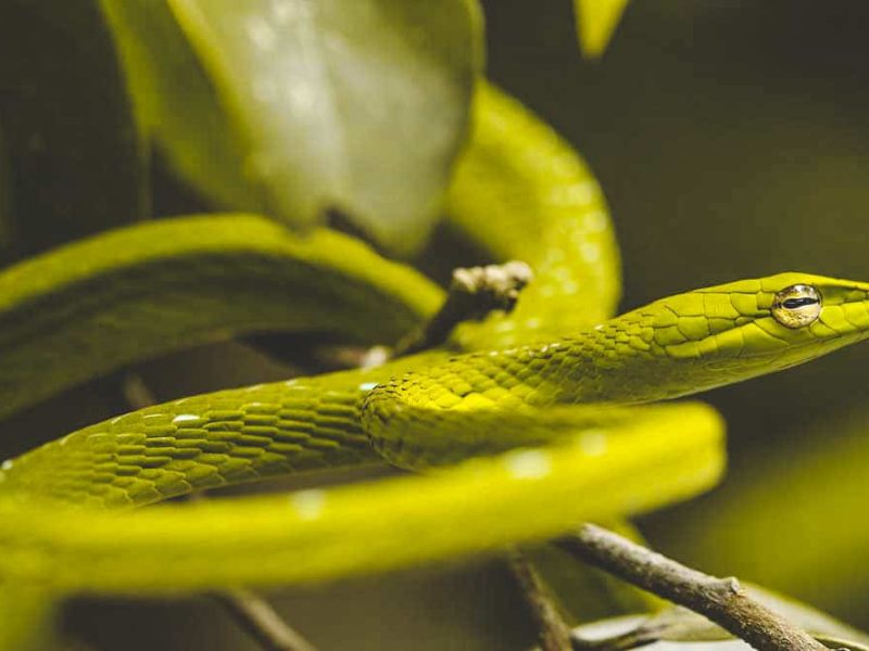 snake cuc phuong snake in Cuc Phuong