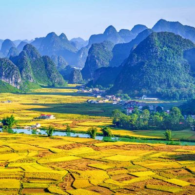 Phong Nam Valley in Spring – A stunning spring landscape in Phong Nam Valley, with golden yellow rice fields stretching across the valley, signaling the start of the harvest season.