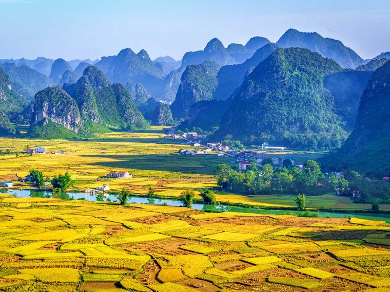 Phong Nam Valley in Spring – A stunning spring landscape in Phong Nam Valley, with golden yellow rice fields stretching across the valley, signaling the start of the harvest season.
