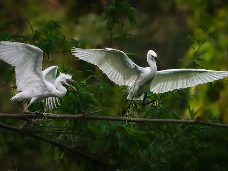 Thung Nham Bird Garden