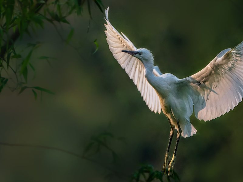 Thung Nham Bird Garden