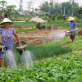 Tra Que Vegetable Village in Hoi An