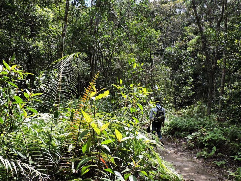 trekking in Bach Ma National Park