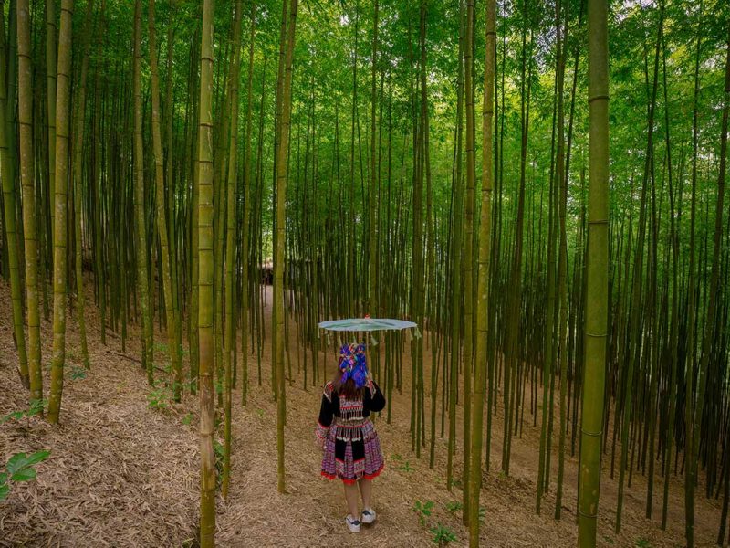 Mu Cang Chai trekking through a tall bamboo forest with a Hmong woman holding a traditional umbrella