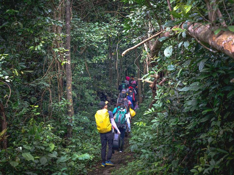 A group of hikers walking along a narrow forest trail, surrounded by dense jungle in Cat Tien National Park.
