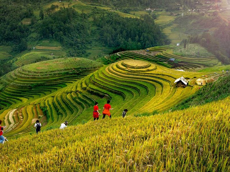 Trekking in La Pan Tan, Mu Cang Chai with hikers walking along golden terraced rice fields