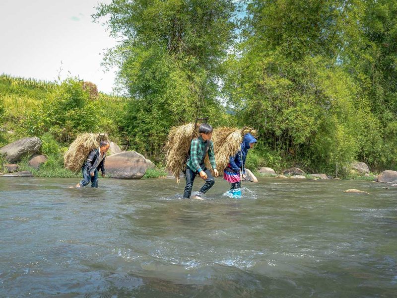 Local farmers in Tu Le Valley crossing a shallow stream with harvested rice bundles in Mu Cang Chai