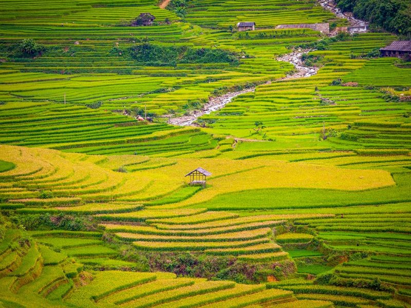 Tu Le Valley rice terraces in Mu Cang Chai with a winding stream running through green and yellow fields