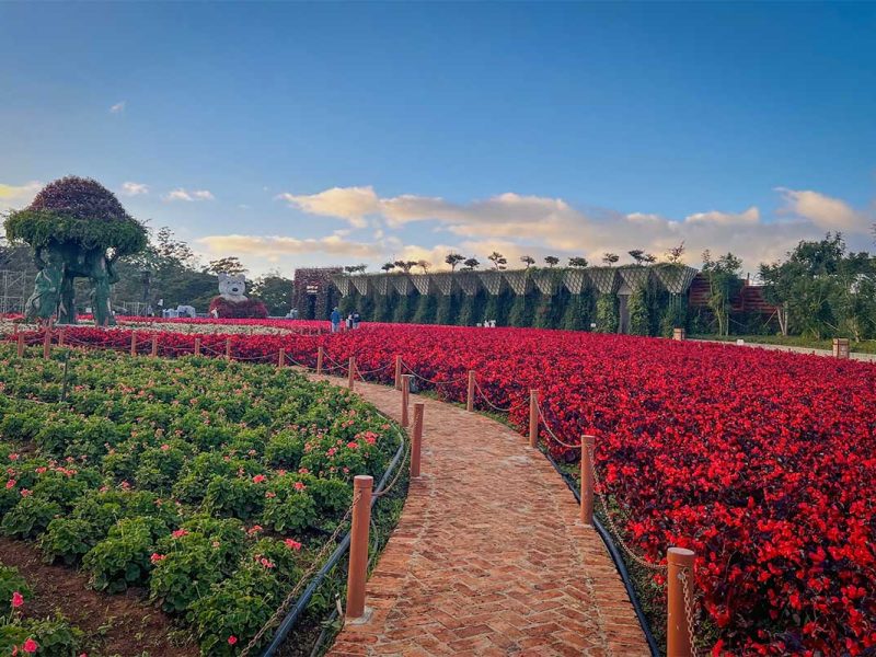 Walking path through Van Thanh Flower Village in Dalat, surrounded by flower gardens and small farm buildings