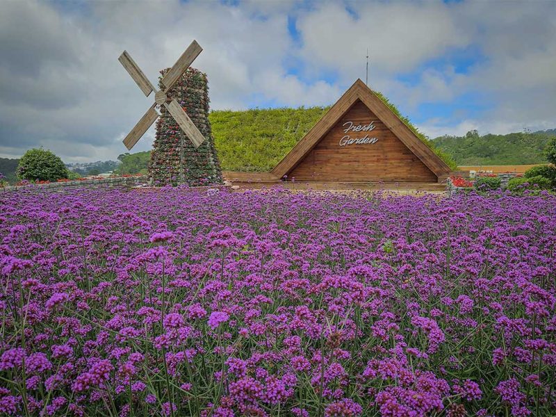 van thanh flower village flower mill decoration 1 Purple flower fields with windmill decoration at Van Thanh Flower Village in Dalat, showcasing one of the most colorful flower gardens in Dalat